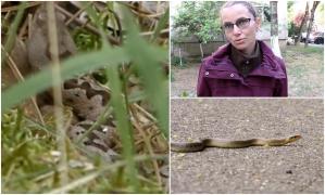 Atenţie, căldura a scos viperele cu corn din hibernare. Când atacă şi ce facem dacă suntem muşcaţi de şerpii veninoşi