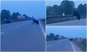 Doi urşi, filmaţi în timp ce traversează un drum naţional din Mureş. Un şofer a frânat ca să nu-i lovească