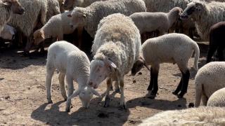 Cât se poate negocia preţul în piaţă, pentru 1 kg de carne de miel. Strategia clienţilor de Paşte 2024