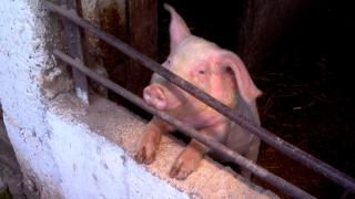 Focar de pestă porcină africană în Olt. Peste 11.000 de animale au fost sacrificate