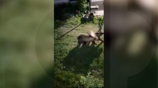 O ursoaică şi puii ei, în căutare de hrană pe străzile din Slănic-Moldova. Nu ar fi prima dată când foametea îi aduce aproape de blocuri