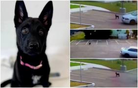 Momentul sfâşietor când un căţeluş este abandonat de stăpânul său. Confuz, animalul începe să alerge disperat după maşină