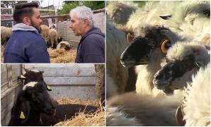 Cum au reuşit mulţi români să cumpere mai ieftin mielul de Paşte