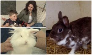 Soarta iepuraşilor "de Paşte", dăruiţi de sărbători şi apoi abandonaţi fără milă. Vin la pachet cu multe responsabilităţi