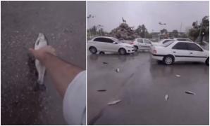 Pești de toate mărimile au căzut din cer, într-un orăşel din sudul Iranului. Cum au explicat specialiștii fenomenul straniu