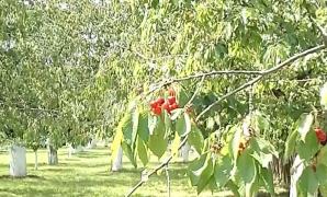 De unde putem cumpăra cireşe mai ieftine? Aici kilogramul fructelor de mai este chiar şi de trei ori mai mic decât în pieţe