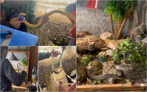 Bărbat de 36 de ani din Mehedinţi, omorât de şerpii pe care îi avea în casă. Deţinea 3 vipere şi un piton