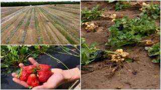 "În 10 minute s-a pierdut recolta pe tot anul". Dezastru în localităţile lovite de grindină