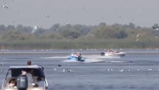Imagini revoltătoare în Delta Dunări: 4 şalupe intră în plin într-o colonie de pelicani. Guvernatorul Deltei nu e impresionat: imaginile ar fi vechi de 7 ani