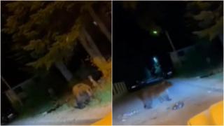 "Ţipa de zici că era în gură de şarpe". Un urs a băgat spaima în piteşteni, după ce a fost surprins plimbându-se pe străzile din oraş