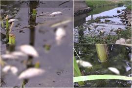 Fenomenul îngrozitor care se repetă an de an în Bârlad. Mii de peşti sunt găsiţi morţi în albia râului din cauze încă necunoscute