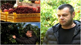 Cât costă un kilogram de cireşe de mai în pieţe. Casian are o livadă de 10 hectare şi deja a început să culeagă zilnic câte o tonă de fructe