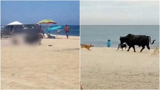 Un taur care încerca să scape de niște câini a provocat haos pe o plajă din Mexic. A intrat printe șezlongurile ocupate de oameni și a atacat o femeie
