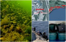 ANCHETĂ. Scoici cu substanţe cancerigene şi metale grele, în farfurii. Pescarii le adună din zone interzise