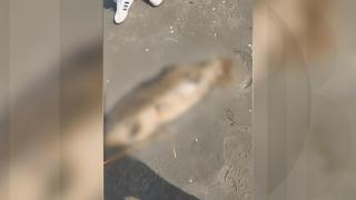 Oamenii de pe litoral, îngroziţi de 4 pui de delfini eşuaţi. Fenomenul îngrijorător, explicat de specialişti: "Sunt dependenţi"