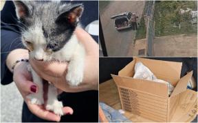 Bărbat filmat în timp ce aruncă trei pisici pe marginea drumului, în Suceava. Ce amendă a primit