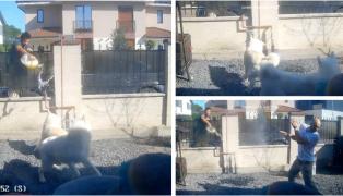 Ce riscă bărbatul din Timiş care a aruncat cu benzină pe vecinul său şi pe câinii acestuia: "Vino aici, că-ţi dau foc şi ţie"