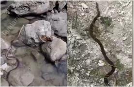 Șarpe de apă de 1,5 metri, găsit în baia unei case din Vâlcea. Jandarmii au intervenit și l-au eliberat în siguranță