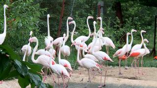Zeci de păsări flamingo au poposit în Delta Dunării. Cum explică specialiştii fenomenul: 