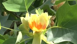 Copacul cu lalele, atracţia principală pentru turiştii care ajung la palatul Brukenthal din Avrig. Arborii, vechi de peste 250 de ani