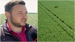 Planta care le dă bătăi de cap fermierilor în acest sezon. Cosmin a pariat pe 300 de hectare, dar se aşteaptă la o producţie la jumătate faţă de 2023