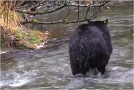Inconştienţa părinţilor putea să îl coste viaţa pe fiul lor de 8 ani. Copilul a fost atacat de urs în timp ce îl hrănea prin geamul maşinii