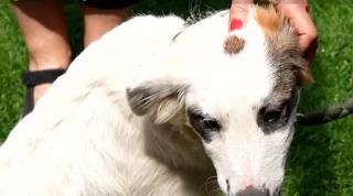 Arena Naţională, luată cu asalt de căteluşi şi pisicuţe. Animalele fără stăpân şi-au găsit acum o familie la cel mai mare târg de adopţii din România