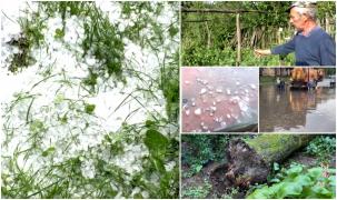"Piatra, cât oul de porumbel!" În Mehedinți, ploile torențiale cu grindină au distrus totul în cale