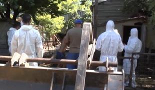 O localitate din Satu Mare, focar de pestă porcină africană. A fost instituită o zonă de protecţie pe o rază de 3 kilometri