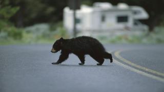 Urs spulberat de două maşini pe o şosea din Nistoreşti. Animalul ieşise să caute hrană 