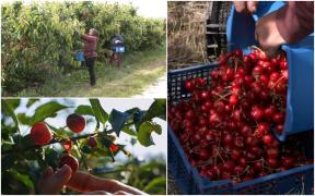 Polonezii s-au enervat pe cireşele româneşti de la ei din pieţe. Producătorii noştri le transmit că s-a întors roata, după episodul merelor vândute cu 1,5 lei kg