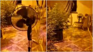 Plantație de canabis, crescută într-un apartament închiriat din Maramureș. Cei doi bărbați transformaseră imobilul într-o pepinieră de droguri