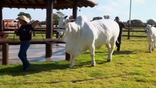 Țara care are mai multe vaci decât oameni. Cea mai scumpă din lume trăiește acolo și s-a vândut cu 4,2 milioane de dolari