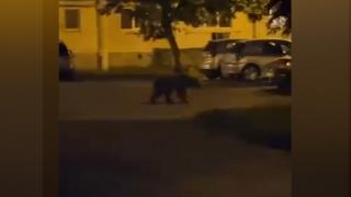 Un urs a rupt gardul unităţii militare din Dej, s-a plimbat prin oraş, apoi s-a ascuns de jandarmi. "Ia, ce fuge! Hello! Brumi!"
