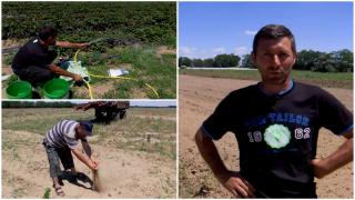 Kiwi, curmali şi kaki în loc de pepeni de Dăbuleni. Fermierii din Oltenia se reorientează după ce seceta le-a distrus plantaţiile