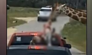 Momentul în care o fetiţă de 2 ani e apucată cu dinţii de o girafă şi smulsă din maşină, sub ochii părinţilor îngroziţi