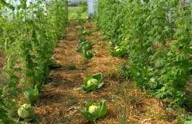 Elena şi Victor au descoperit agricultura viitorului. Ideea prin care cultivă legume proaspete fără pesticide, muncă istovitoare şi chiar fără prea multă apă