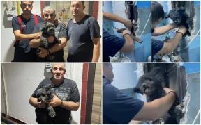 Căţeluş salvat de pompieri, în Hunedoara, după ce a scăpat în gura de vizitare de sub o chiuvetă şi a căzut printre ţevi 2 etaje