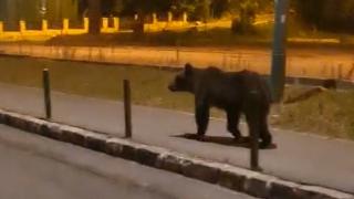 Urs, surprins la plimbare prin Poiana Braşov. Animalul nu s-a sinchisit nici de turişti, nici de maşini 