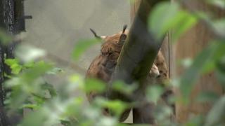 11 iunie - Ziua râsului. Mare petrecere la Grădina Zoo din Braşov. Ce cadou a primit o femelă de râs