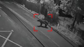 Ursoaică cu doi pui, surprinsă pe o stradă din Predeal. Plimbarea a fost surprinsă de camerele de supraveghere