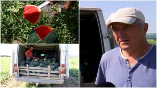 Pepenii de Dăbuleni au ajuns mai devreme în pieţe. Cu cât se vinde un kilogram de lubeniţă la tarabe