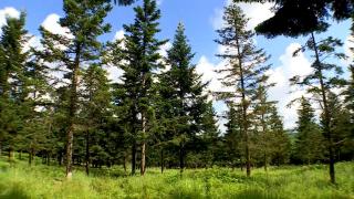 Produsul cu care o mică localitate din România a devenit cunoscută în toată Europa. Germanii sunt cei mai interesaţi şi plătesc şi 100 euro pe kilogram