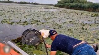 Pelican captiv în plasele pescarilor, salvat de la moarte de turiști, în Delta Dunării