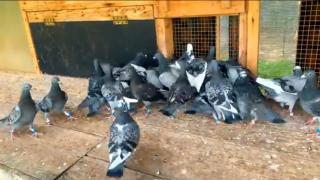 Oraşul german care a decis prin referendum să omoare porumbeii. Decizia i-a îngrozit pe iubitorii de animale