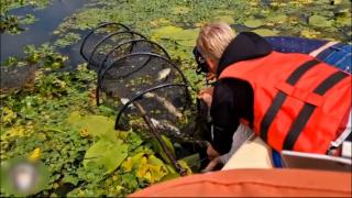 Specia de pește periclitată din cauza braconajului excesiv în Delta Dunării. Măsurile luate de autorități pentru a salva exemplarele