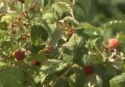 Ideea prin care doi IT-işti din Galaţi au dat lovitura. Cât costă să mânânci fructe direct de pe plantaţia lor