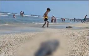 Descoperirea dezolantă făcută de niște turiști pe o plajă din Năvodari. Un marsuin a fost găsit mort pe nisip: "Intră acolo să se hrănească"
