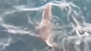 Vizitator surpriză pe malul mării. O vidră i-a încântat pe turiştii prezenţi în Eforie