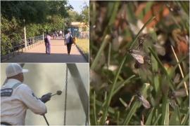 Motivul pentru care musculițele au invadat Capitala. Oamenii se plâng că parcurile sunt pline: "Vai de mine. N-am văzut în viaţa mea aşa ceva"